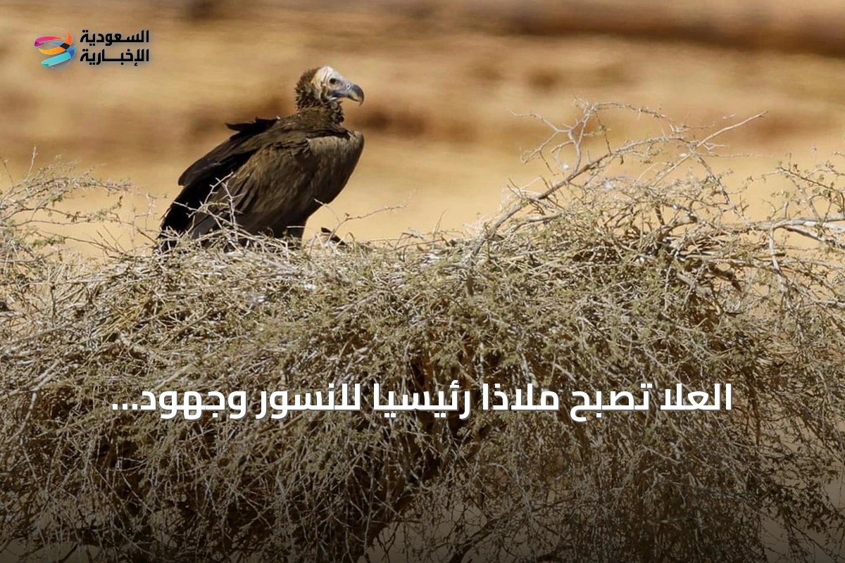 العُلا تُصبح ملاذاً رئيسياً للنسور وجهود مستمرة لحماية الأنواع المهددة