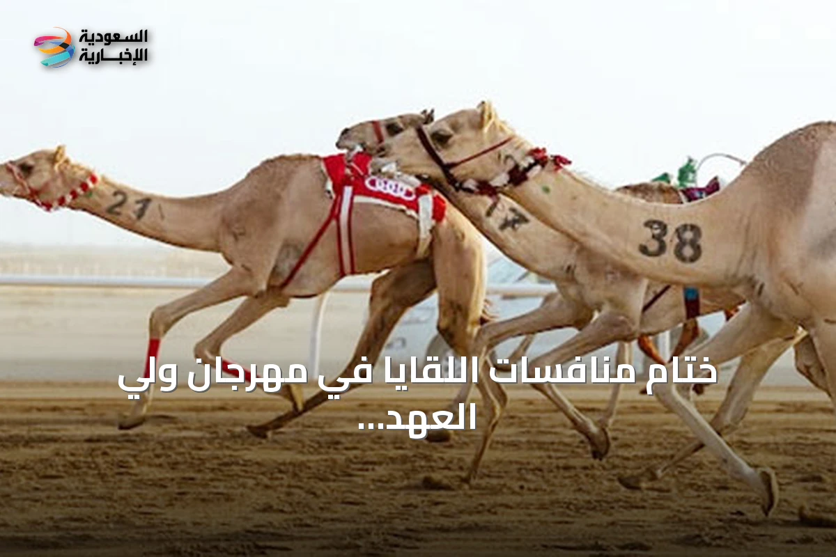 ختام منافسات اللقايا في مهرجان ولي العهد للهجن بجوائز تتجاوز 9.4 مليون ريال