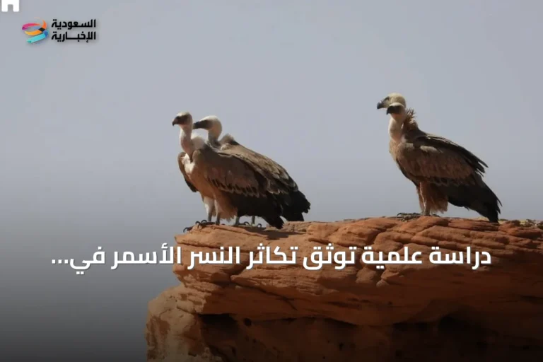 دراسة علمية توثق تكاثر النسر الأسمر في محمية الملك سلمان بن عبدالعزيز الملكية