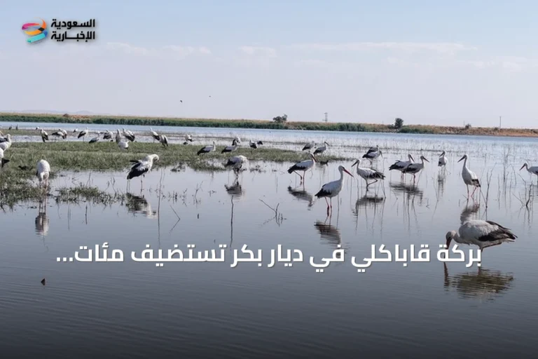 بركة قاباكلي في ديار بكر تستضيف مئات الطيور استعداداً للهجرة