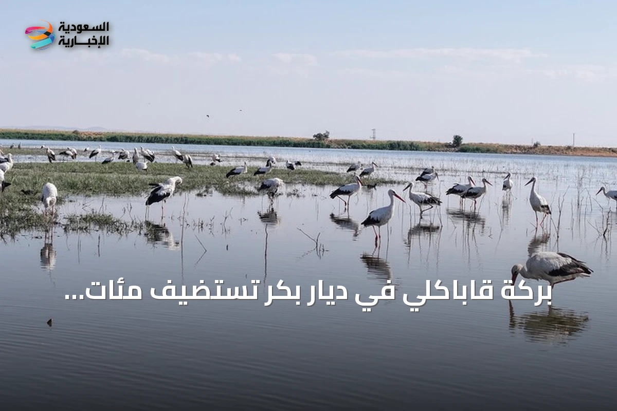 بركة قاباكلي في ديار بكر تستضيف مئات الطيور استعداداً للهجرة