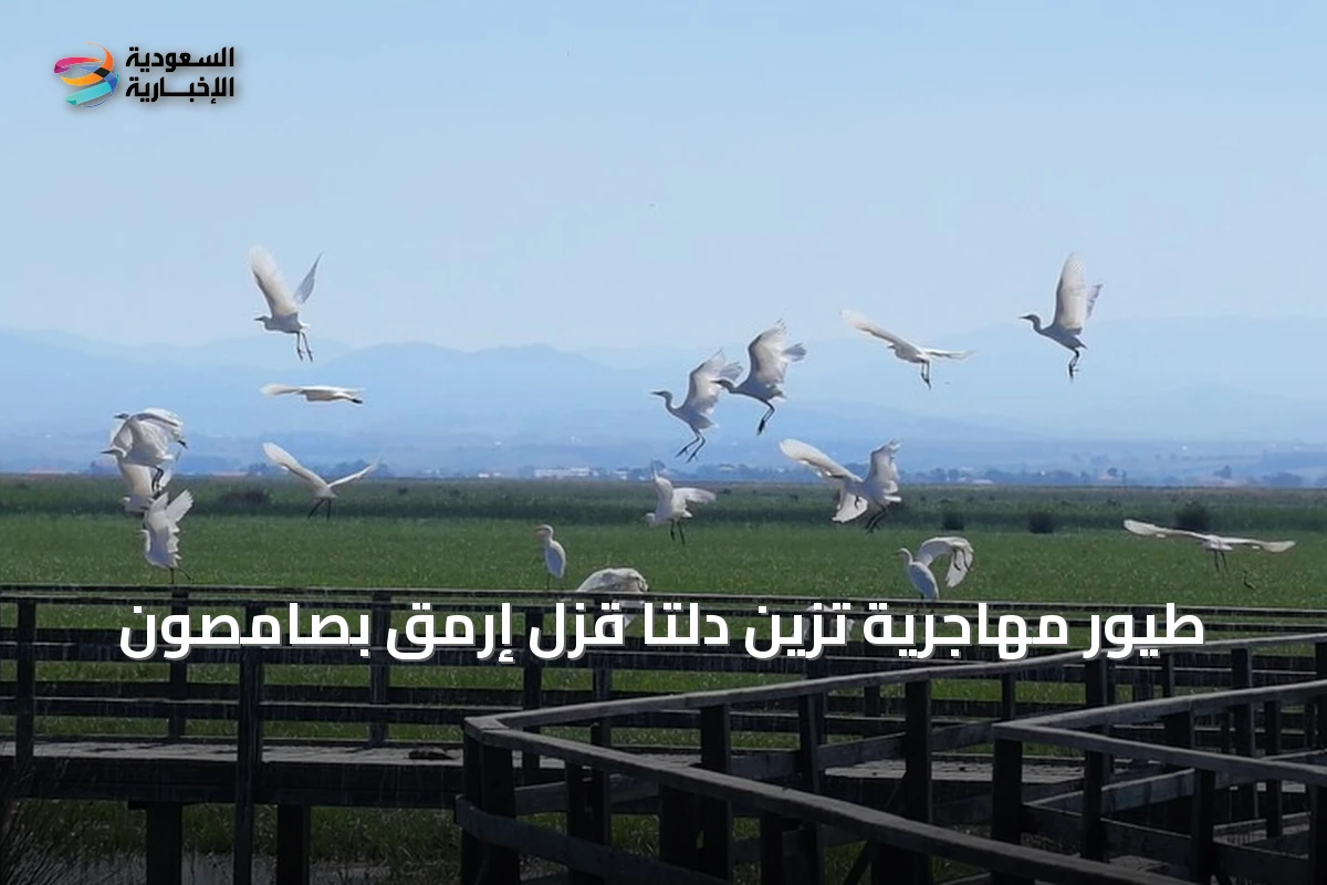 طيور مهاجرية تزين دلتا قزل إرمق بصامصون