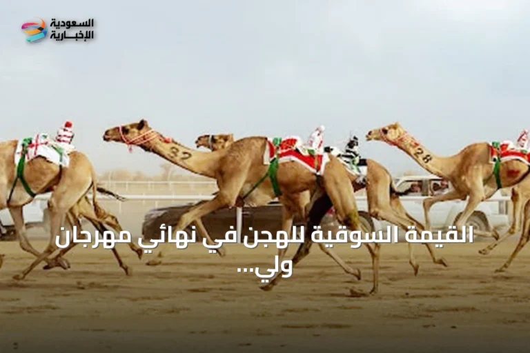 القيمة السوقية للهجن في نهائي مهرجان ولي العهد للهجن 2026 تقترب من نصف مليار ريال