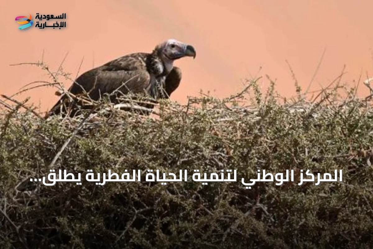 المركز الوطني لتنمية الحياة الفطرية يطلق أول دليل إرشادي وطني لمحطات تغذية النسور بالتعاون مع خمس جهات دولية