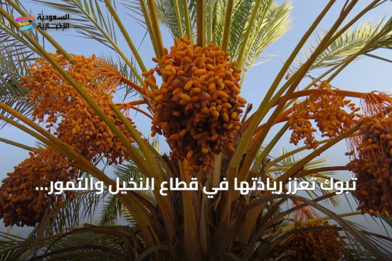تبوك تعزز ريادتها في قطاع النخيل والتمور بأكثر من 1,1 مليون نخلة