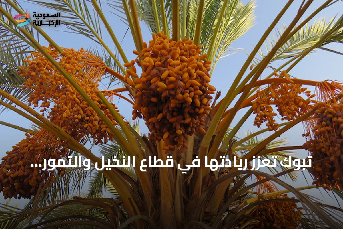 تبوك تعزز ريادتها في قطاع النخيل والتمور بأكثر من 1,1 مليون نخلة
