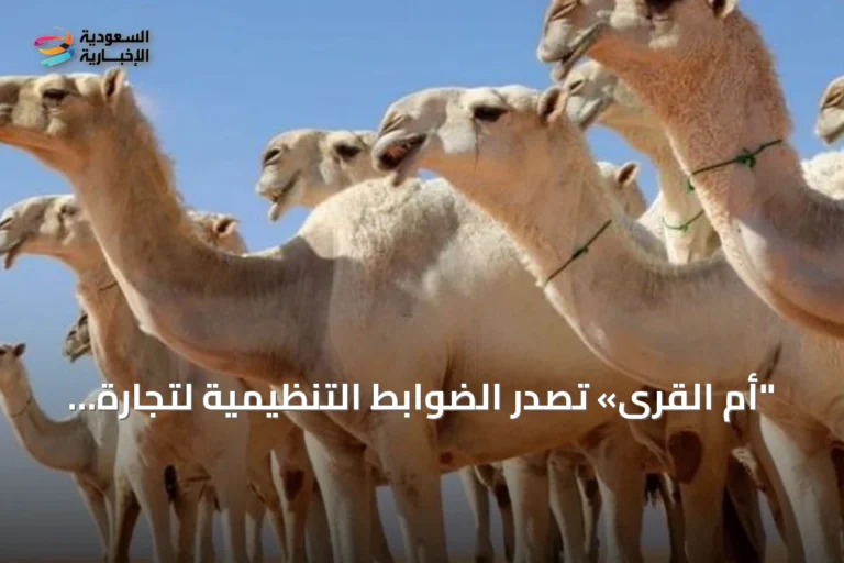 "أم القرى» تصدر الضوابط التنظيمية لتجارة الإبل في المملكة