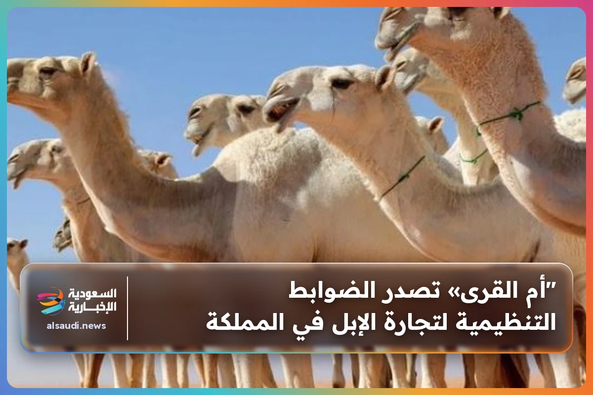 "أم القرى» تصدر الضوابط التنظيمية لتجارة الإبل في المملكة