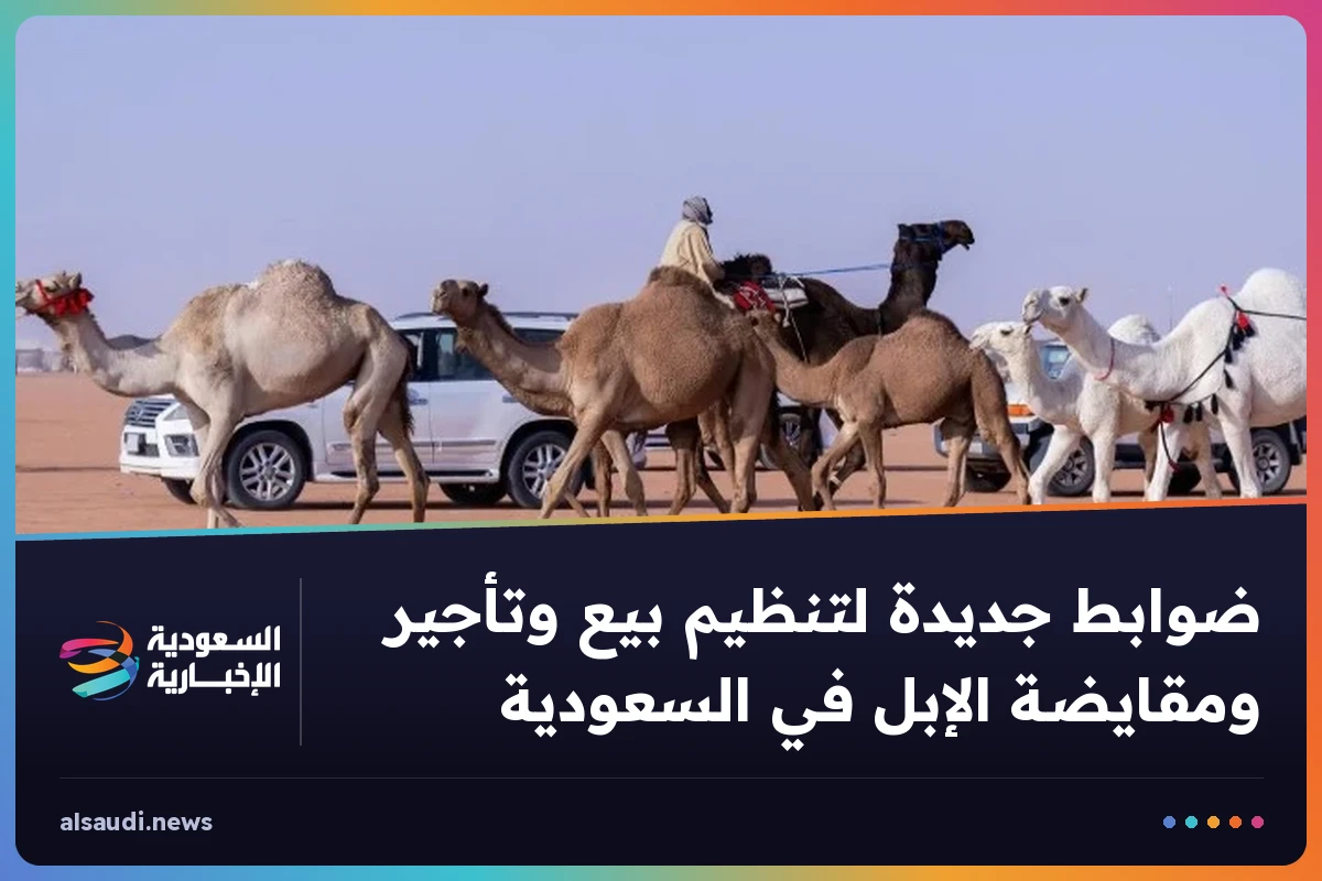 ضوابط جديدة لتنظيم بيع وتأجير ومقايضة الإبل في السعودية