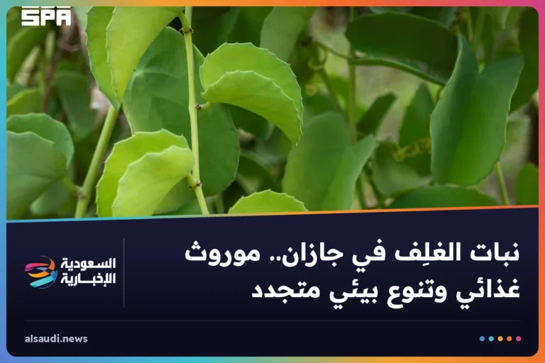 نبات الغلِف في جازان.. موروث غذائي وتنوع بيئي متجدد