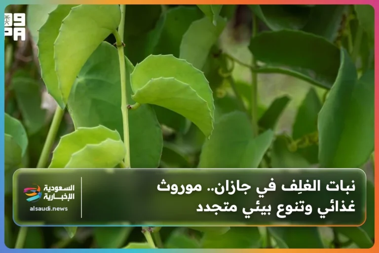 نبات الغلِف في جازان.. موروث غذائي وتنوع بيئي متجدد