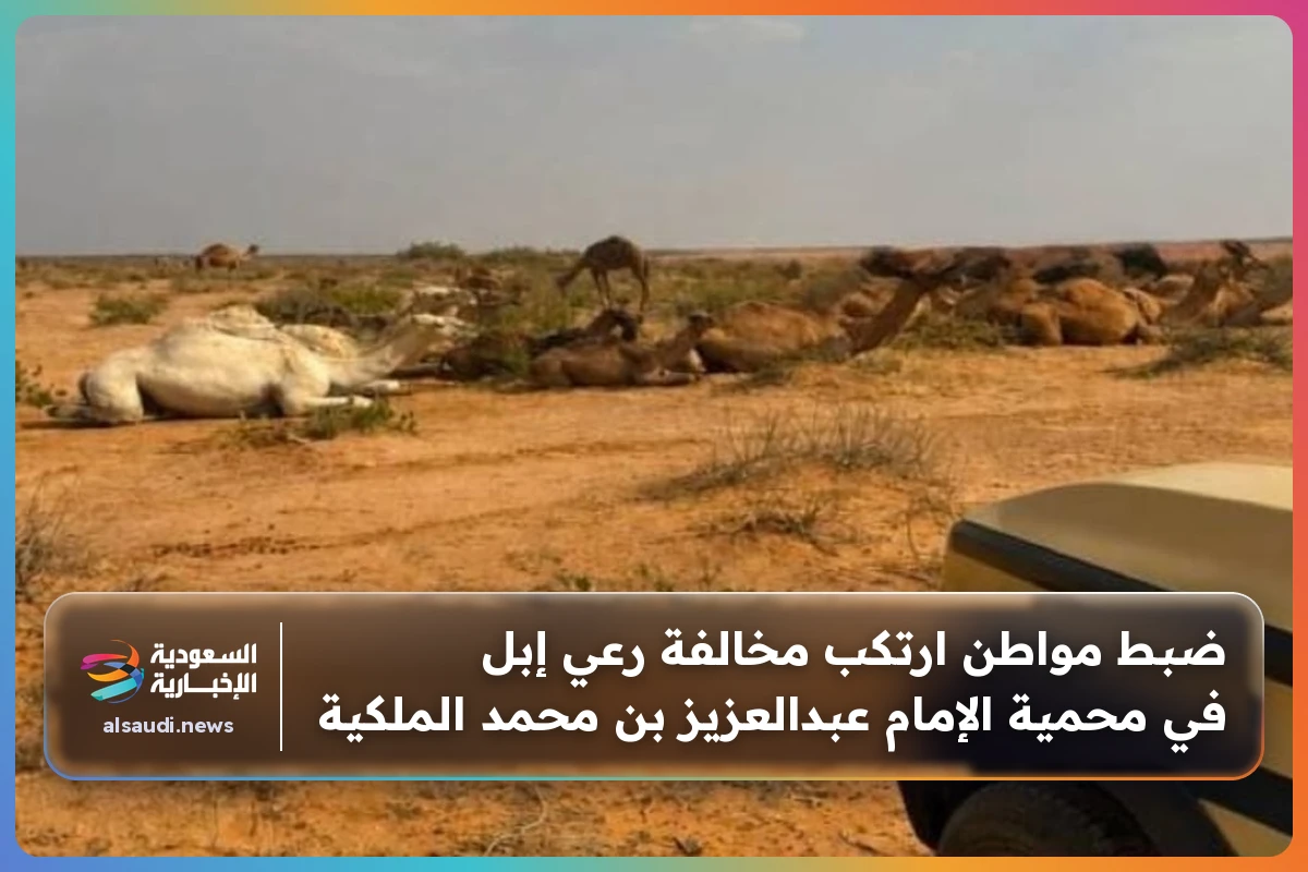 ضبط مواطن ارتكب مخالفة رعي إبل في محمية الإمام عبدالعزيز بن محمد الملكية