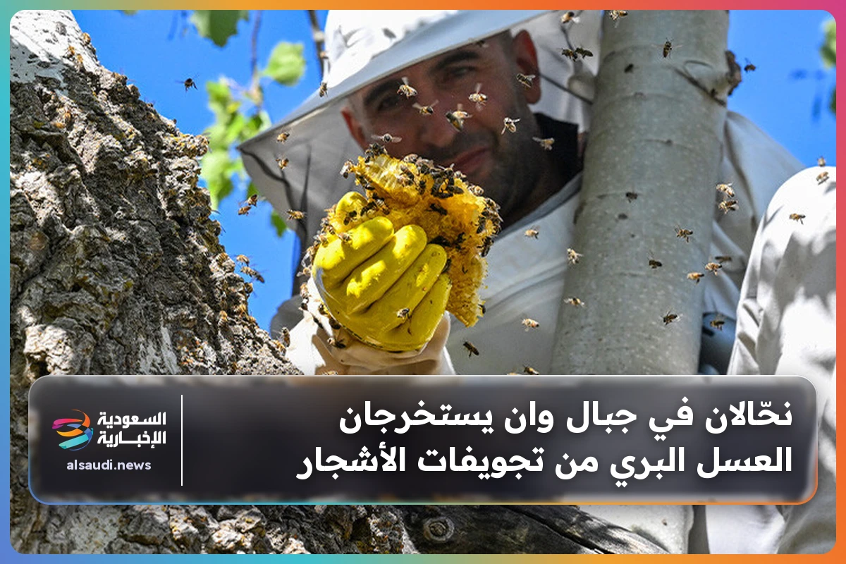 نحّالان في جبال وان يستخرجان العسل البري من تجويفات الأشجار
