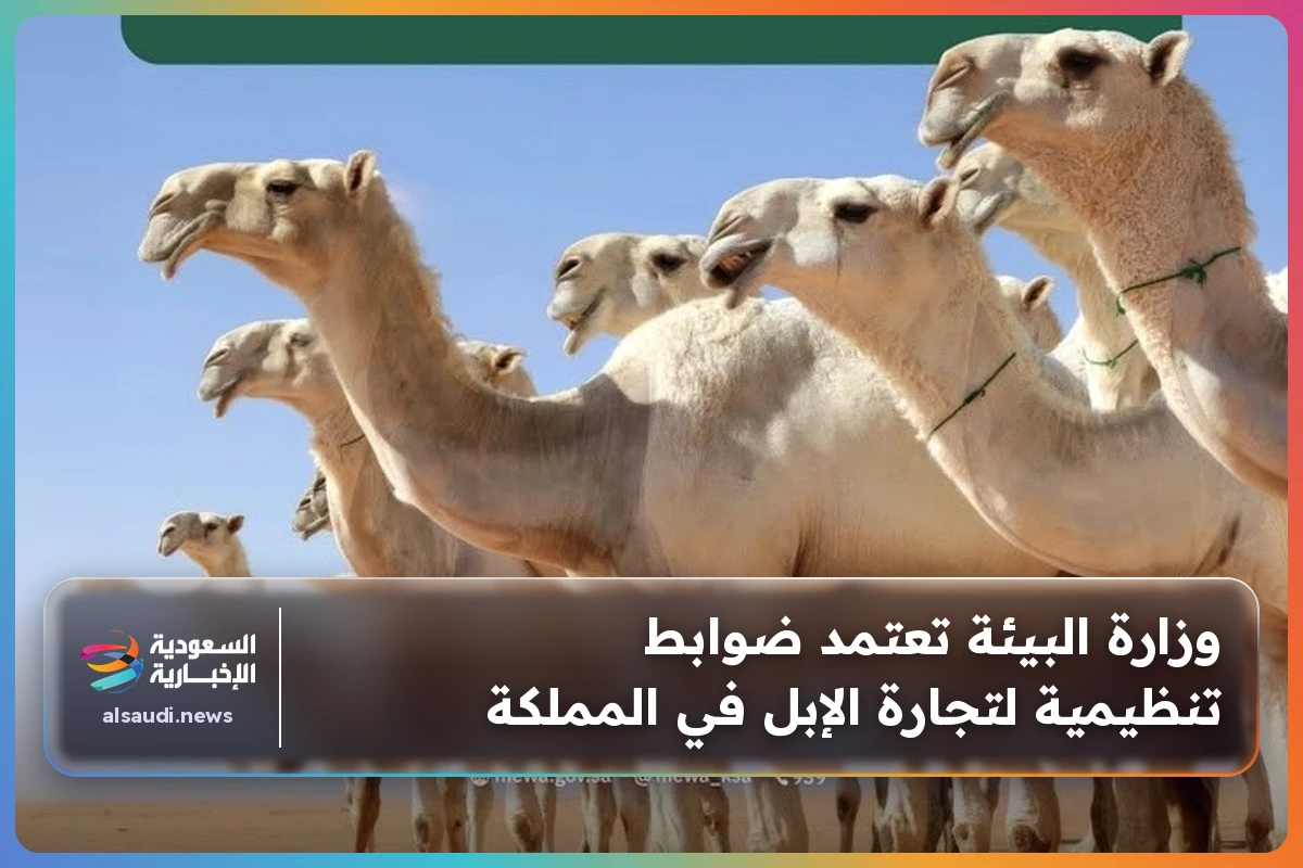 وزارة البيئة تعتمد ضوابط تنظيمية لتجارة الإبل في المملكة