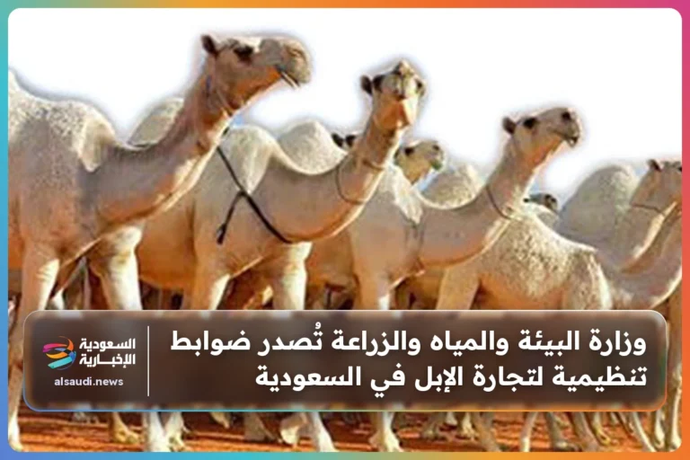 وزارة البيئة والمياه والزراعة تُصدر ضوابط تنظيمية لتجارة الإبل في السعودية