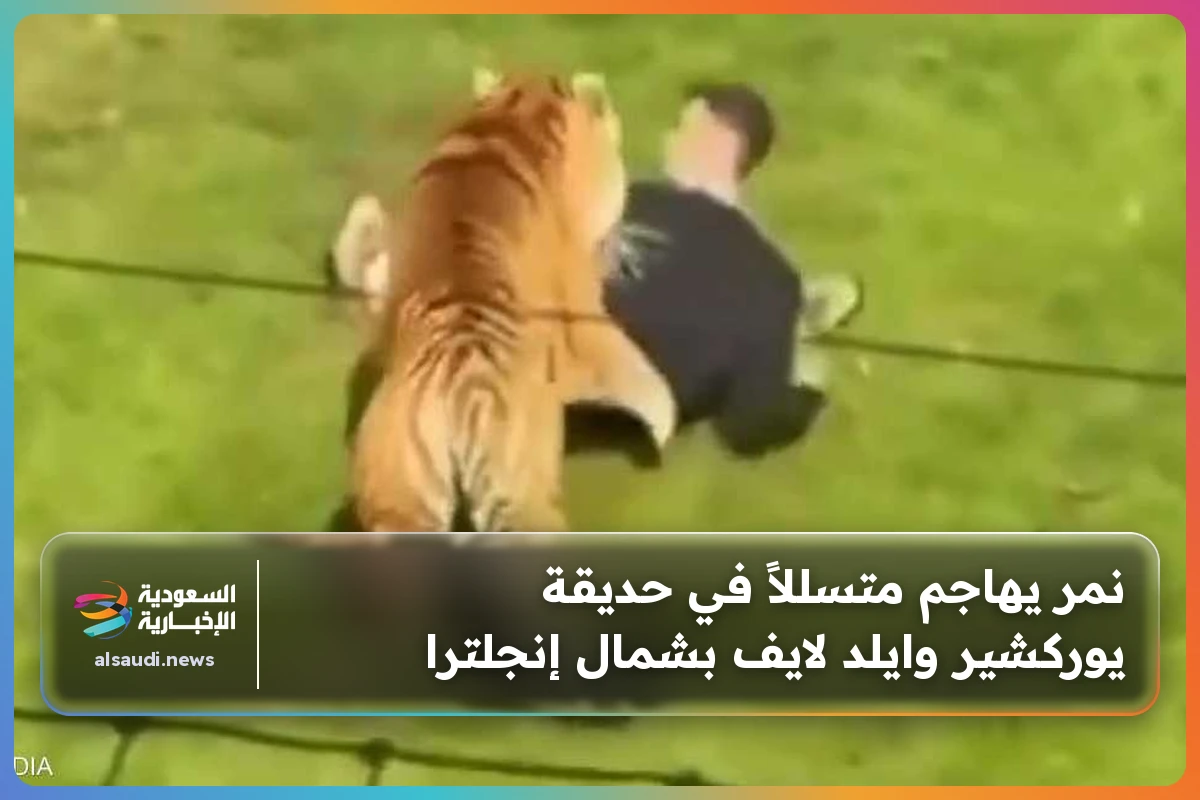 نمر يهاجم متسللاً في حديقة يوركشير وايلد لايف بشمال إنجلترا