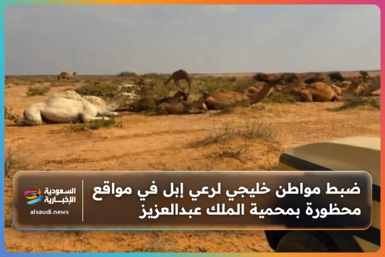 ضبط مواطن خليجي لرعي إبل في مواقع محظورة بمحمية الملك عبدالعزيز