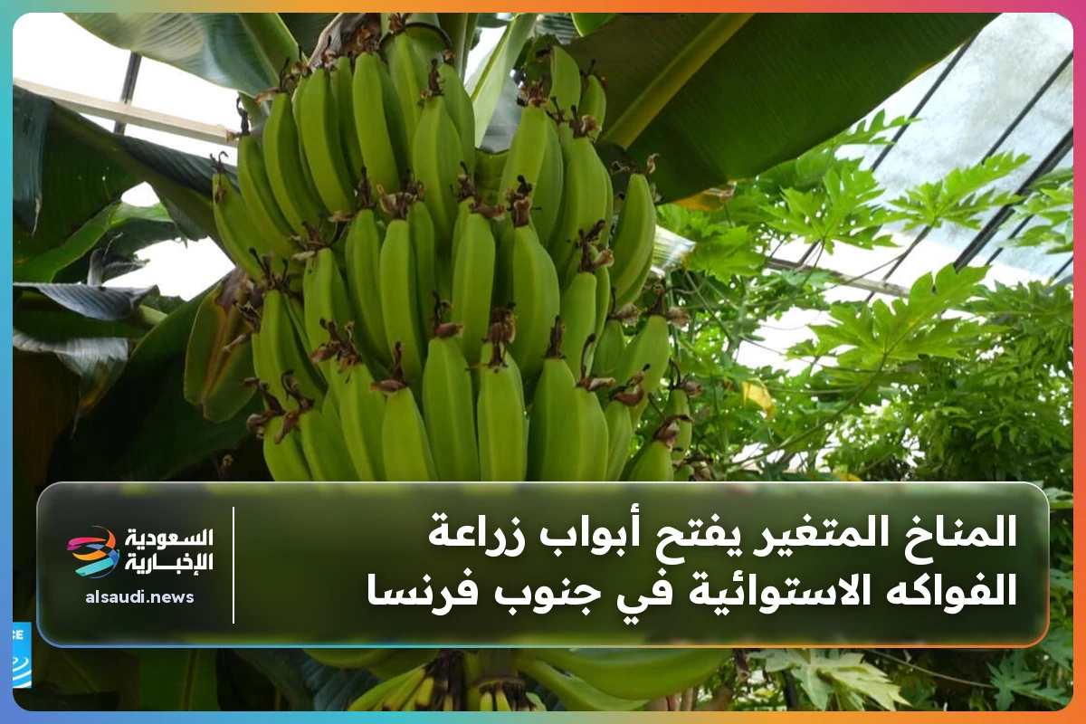 المناخ المتغير يفتح أبواب زراعة الفواكه الاستوائية في جنوب فرنسا