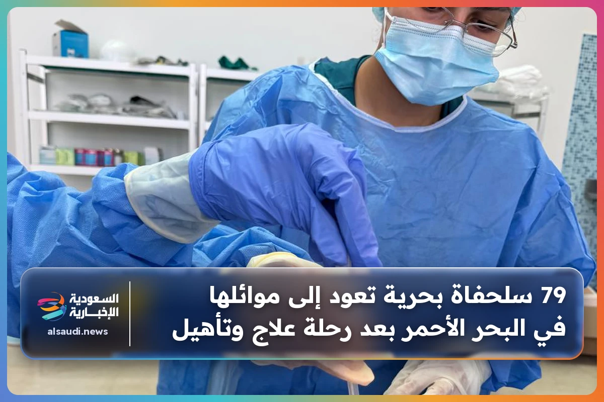 79 سلحفاة بحرية تعود إلى موائلها في البحر الأحمر بعد رحلة علاج وتأهيل