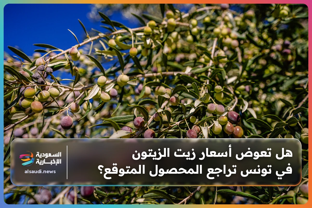 هل تعوض أسعار زيت الزيتون في تونس تراجع المحصول المتوقع؟